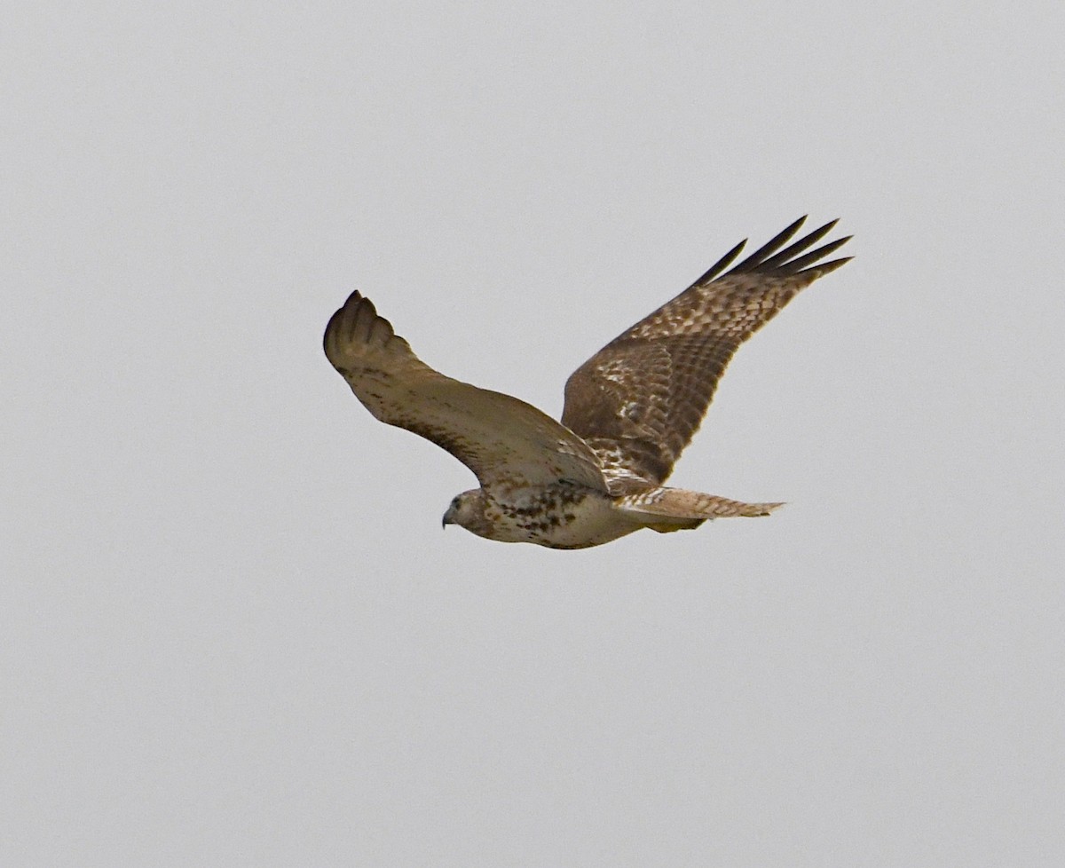 Red-tailed Hawk - ML615723094