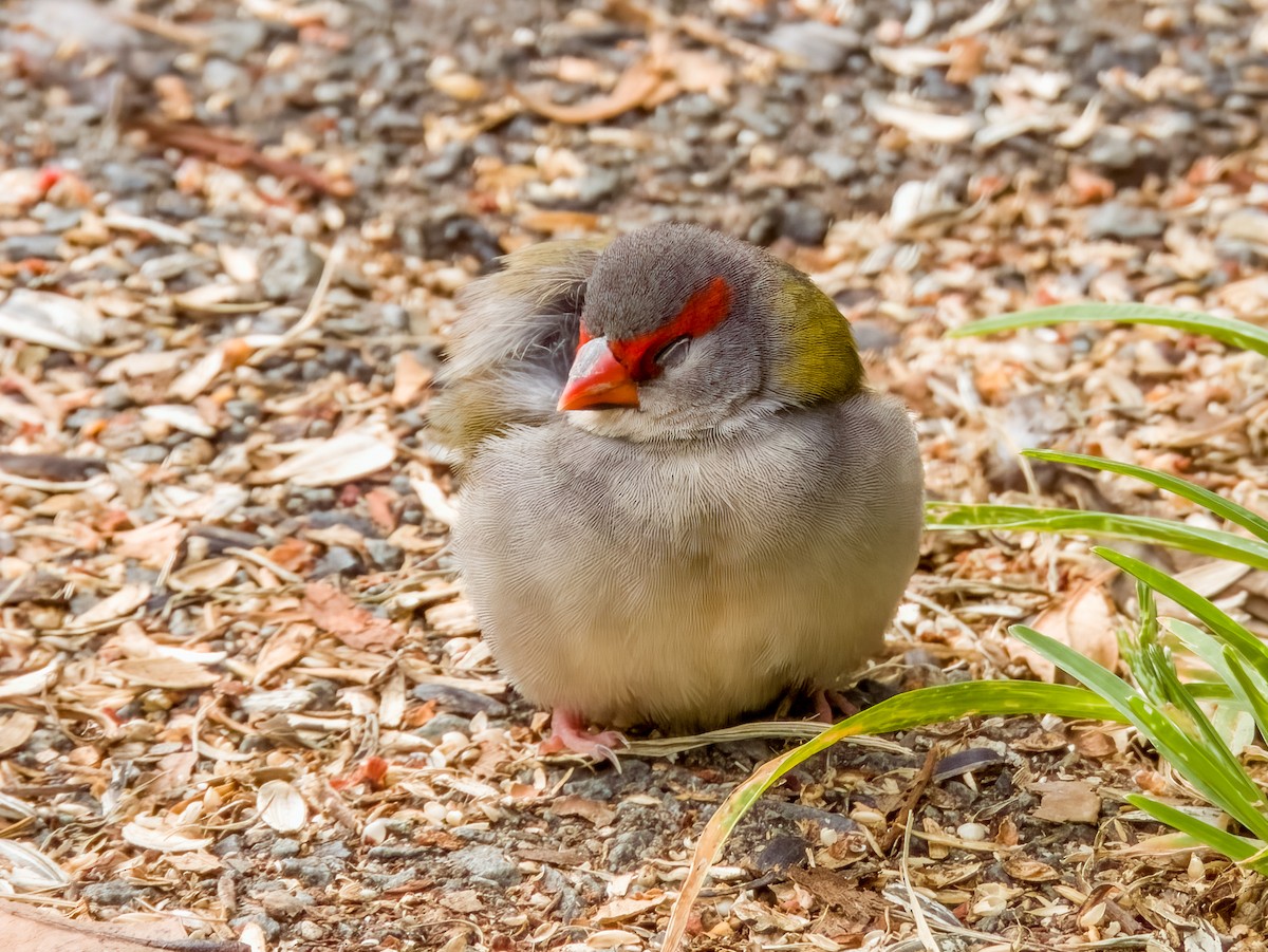 Red-browed Firetail - ML615723102