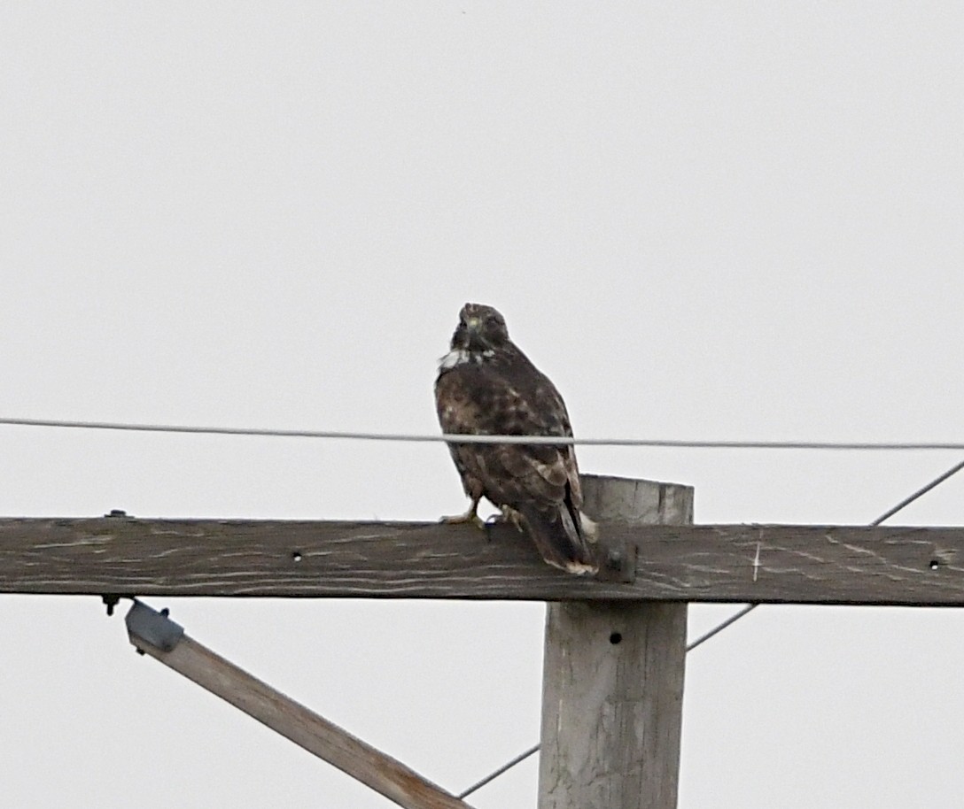 Red-tailed Hawk (Harlan's) - ML615723106