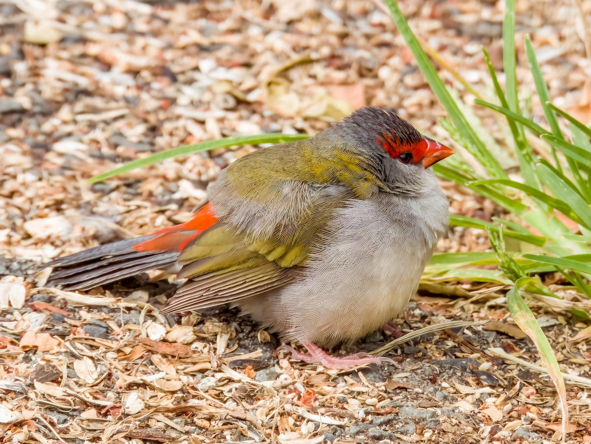 Red-browed Firetail - ML615723112