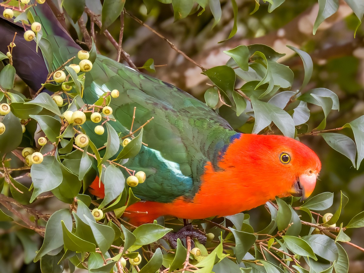 Australian King-Parrot - ML615723121