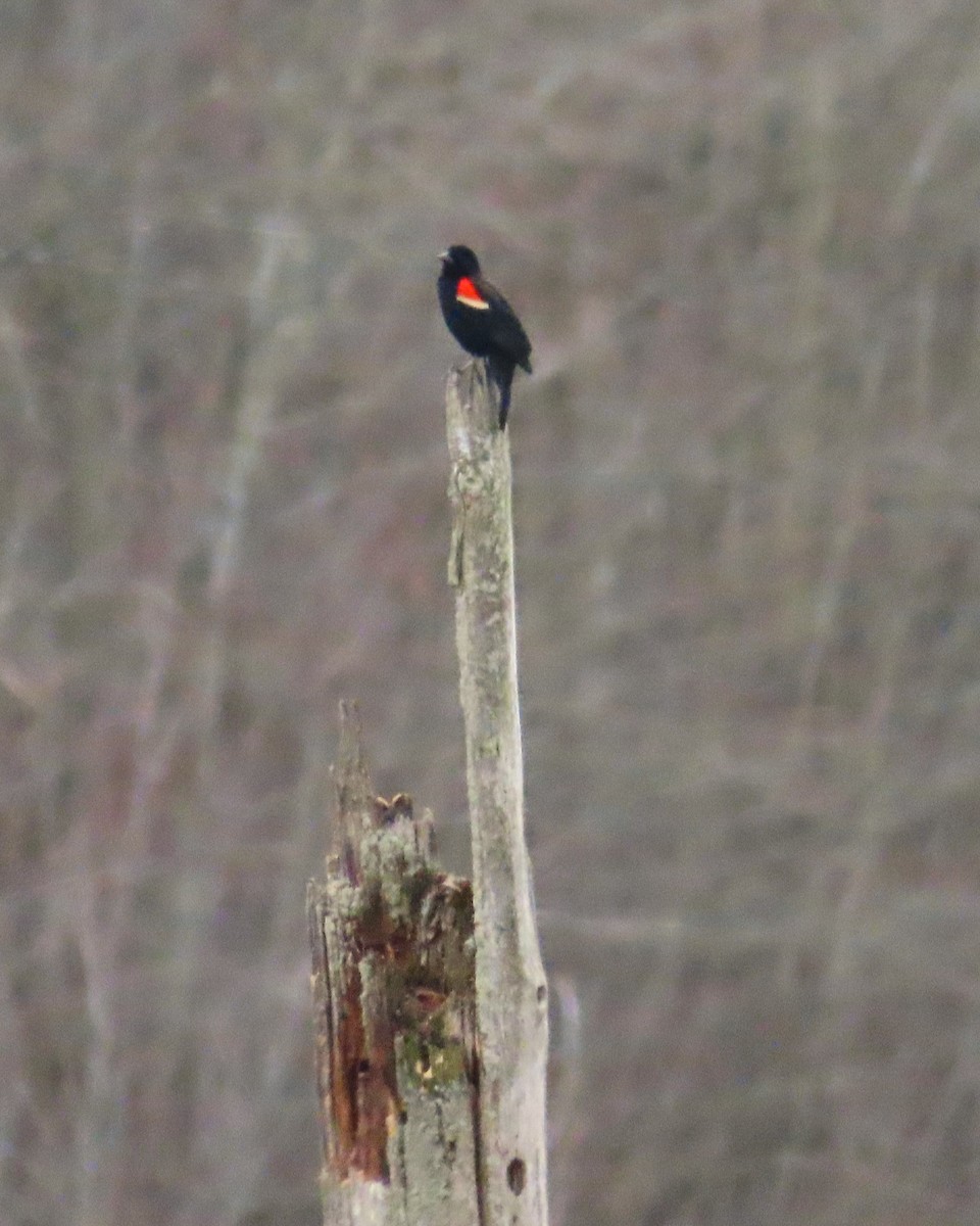 Red-winged Blackbird - ML615723297