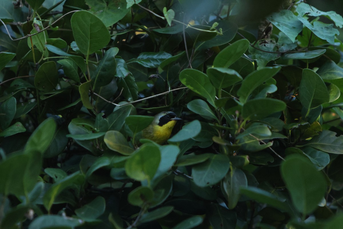 Жовтогорлик багамський - ML615723609