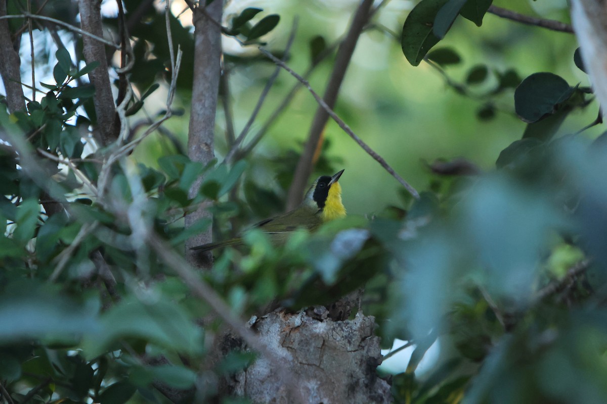 Жовтогорлик багамський - ML615723615