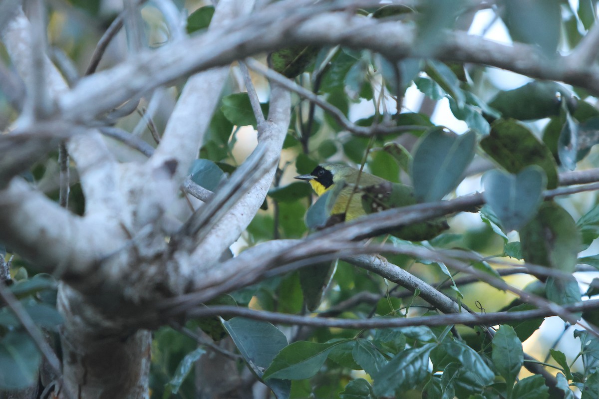 Жовтогорлик багамський - ML615723616