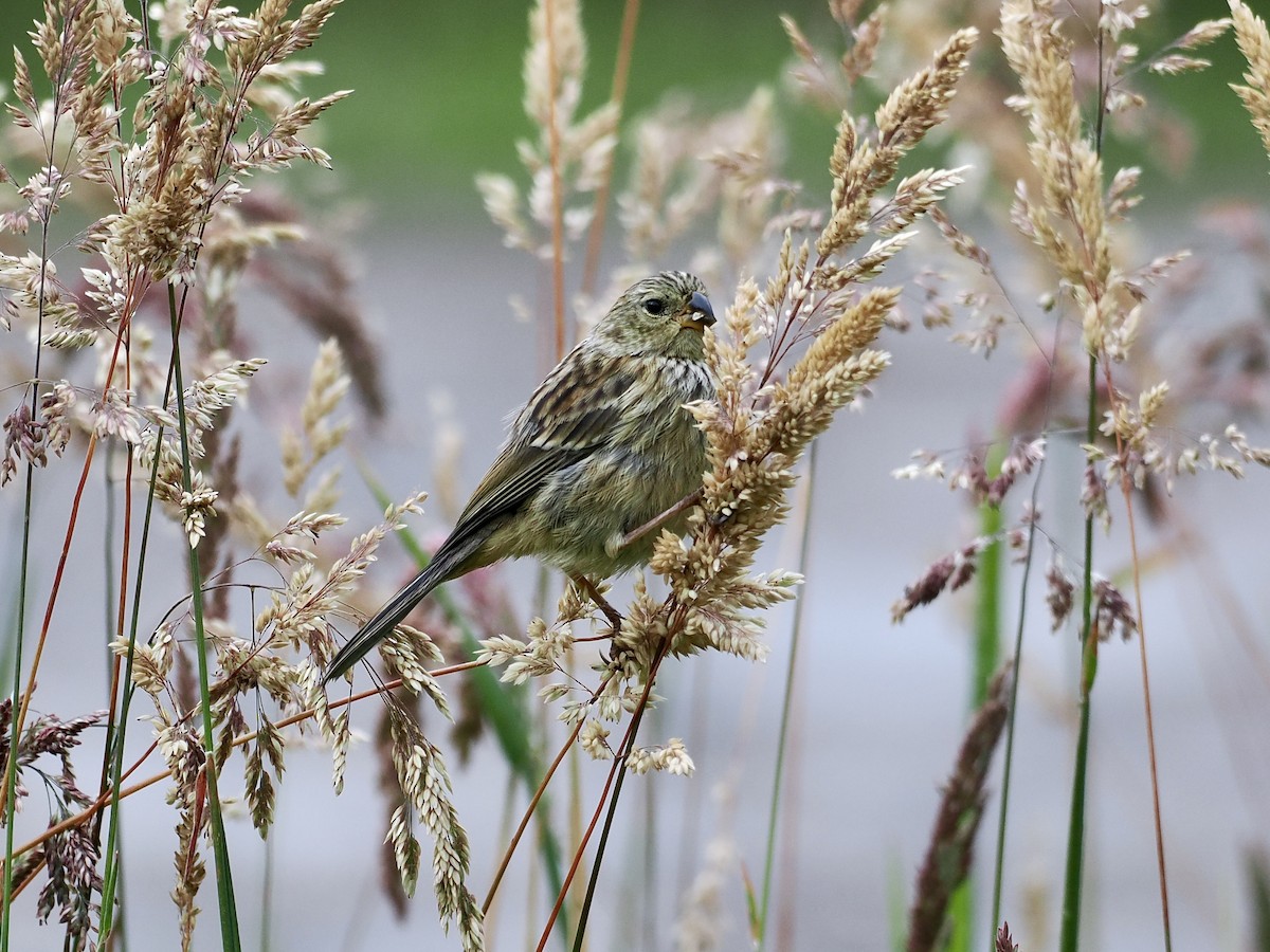 Plain-colored Seedeater - Gabriel Willow