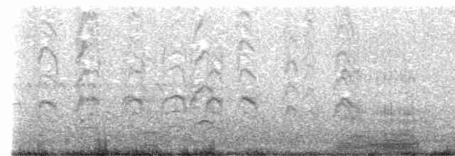 Мексиканская аратинга (holochlorus/brewsteri) - ML615723646