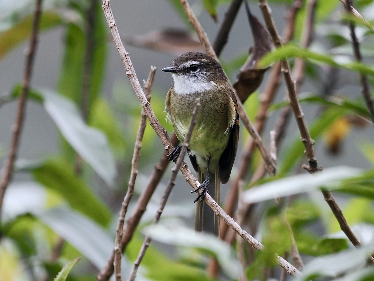 White-throated Tyrannulet - Gabriel Willow