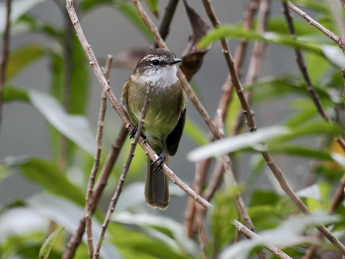 White-throated Tyrannulet - Gabriel Willow
