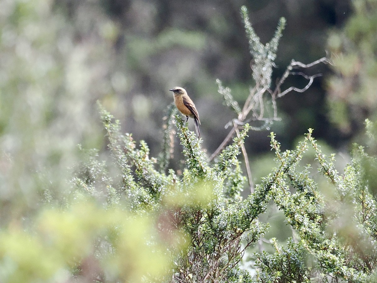 Brown-backed Chat-Tyrant - ML615723890