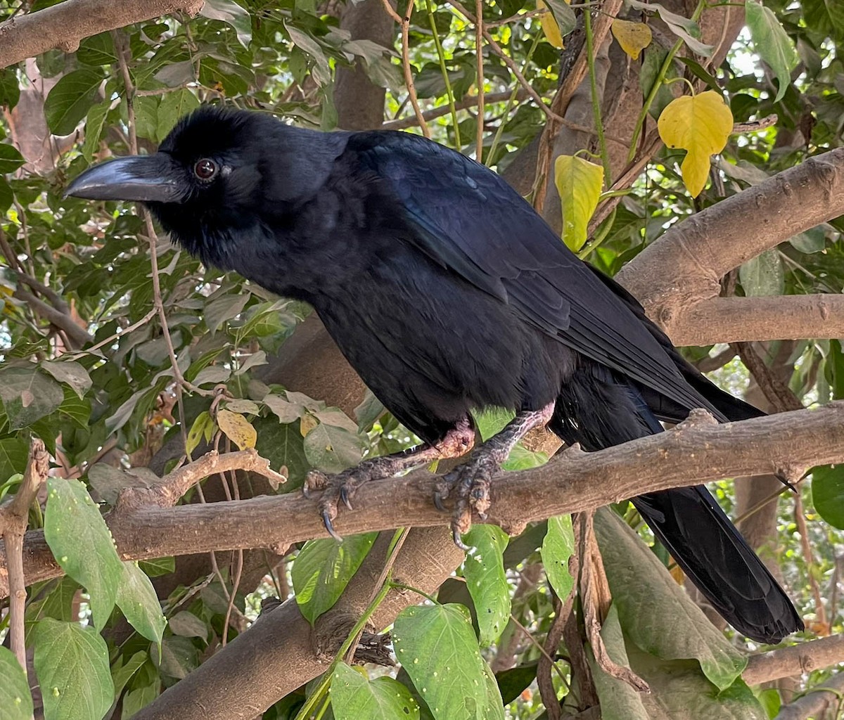 Large-billed Crow (Indian Jungle) - ML615723920