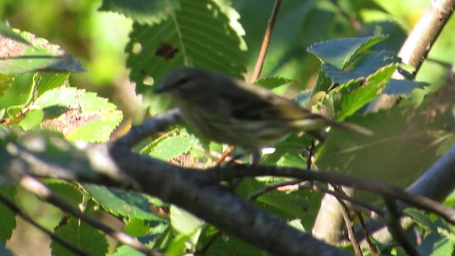 Cape May Warbler - ML615723932