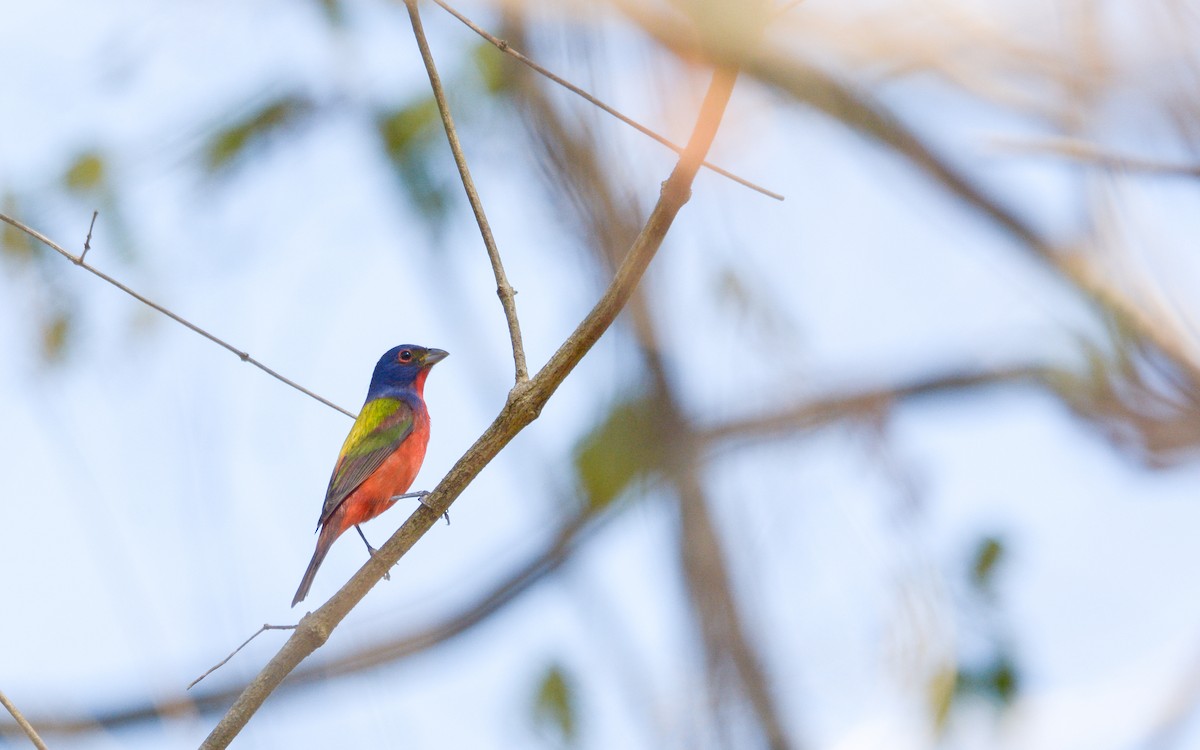 Painted Bunting - ML615724008