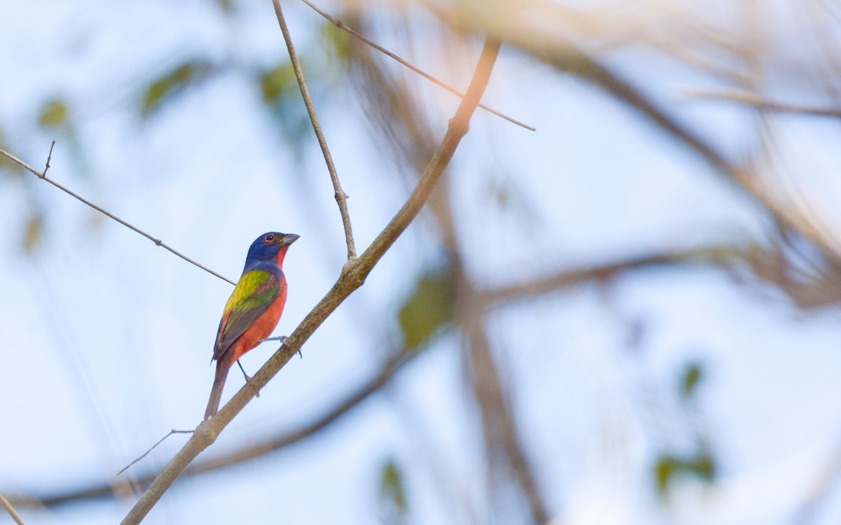 Painted Bunting - ML615724009