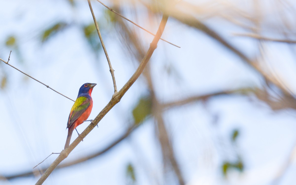 Painted Bunting - ML615724010