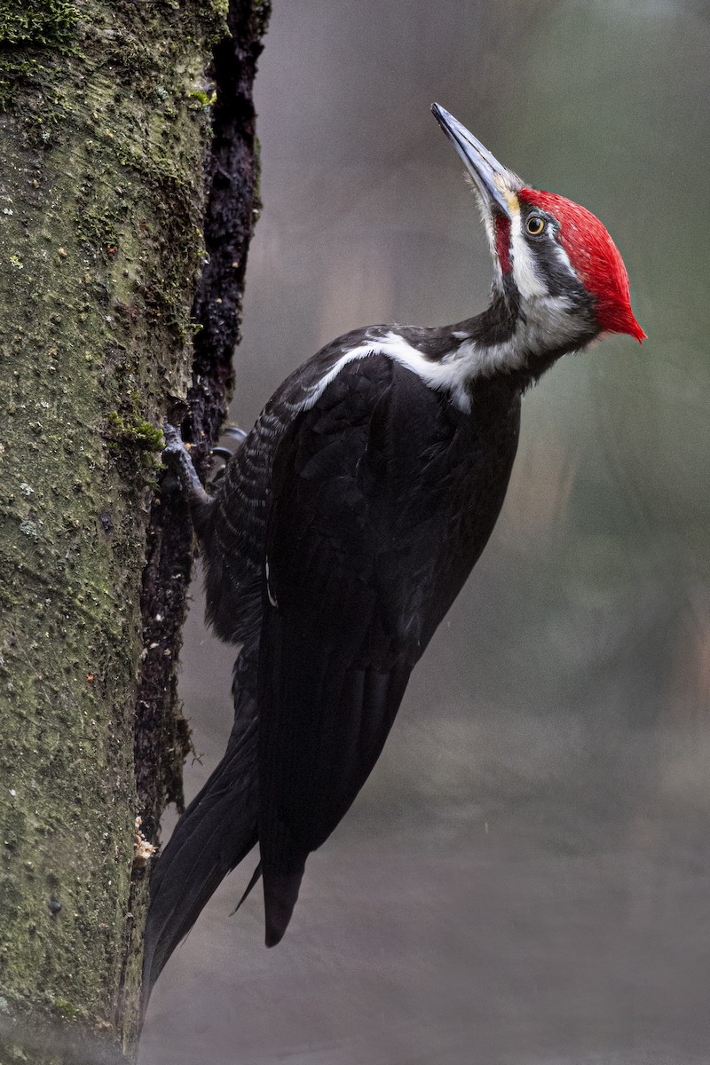 Pileated Woodpecker - ML615724139