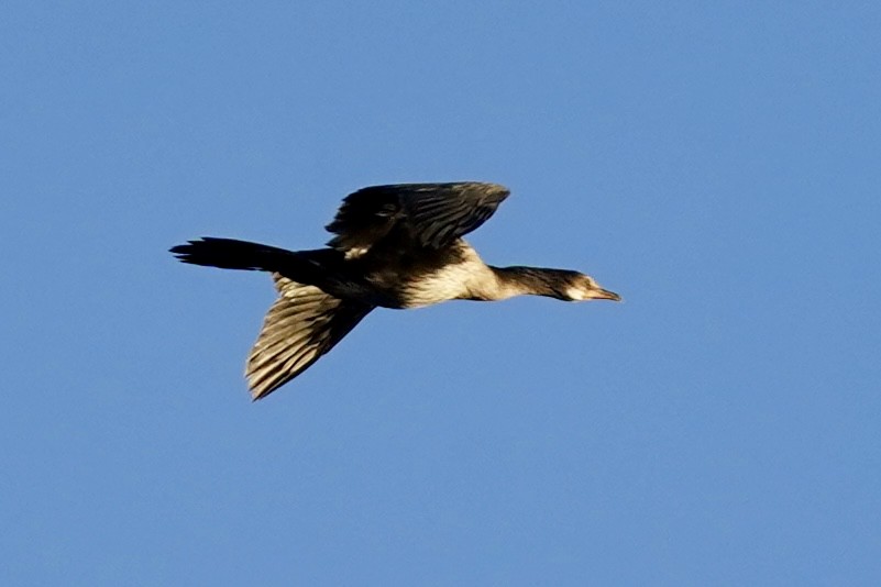 Long-tailed Cormorant - ML615724152