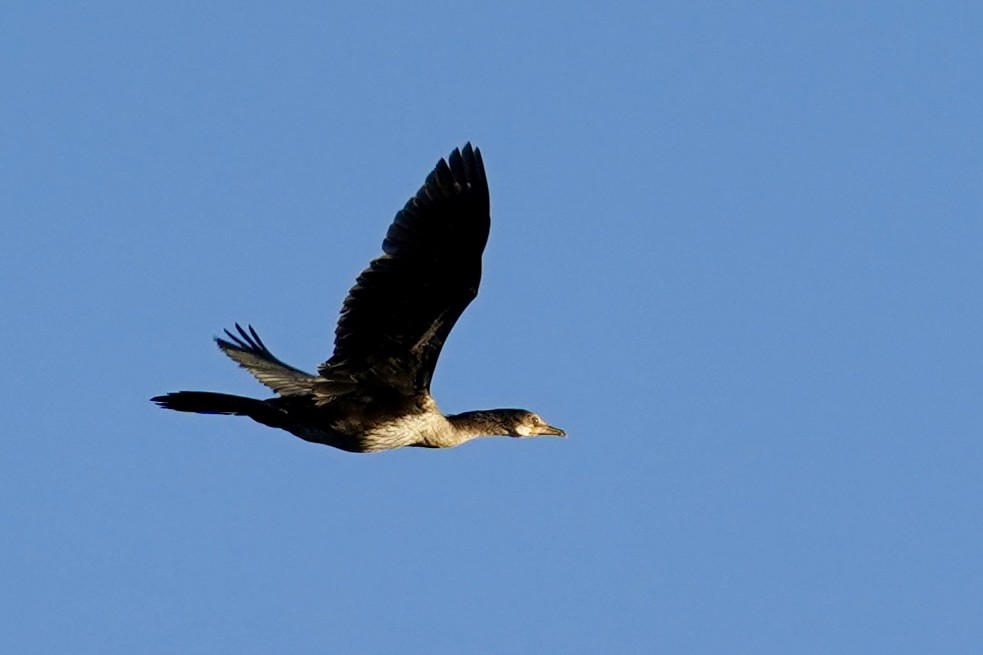 Long-tailed Cormorant - ML615724153