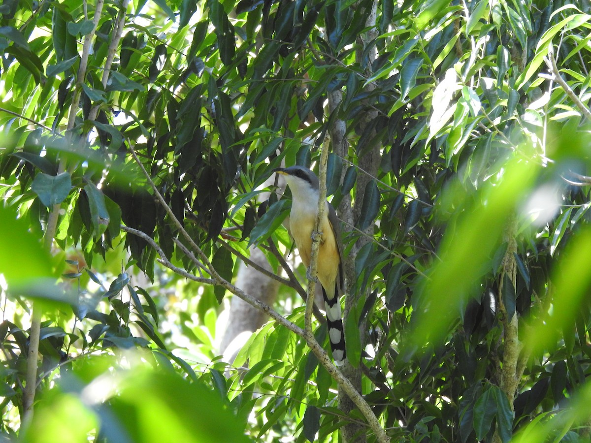 Mangrove Cuckoo - ML615724269
