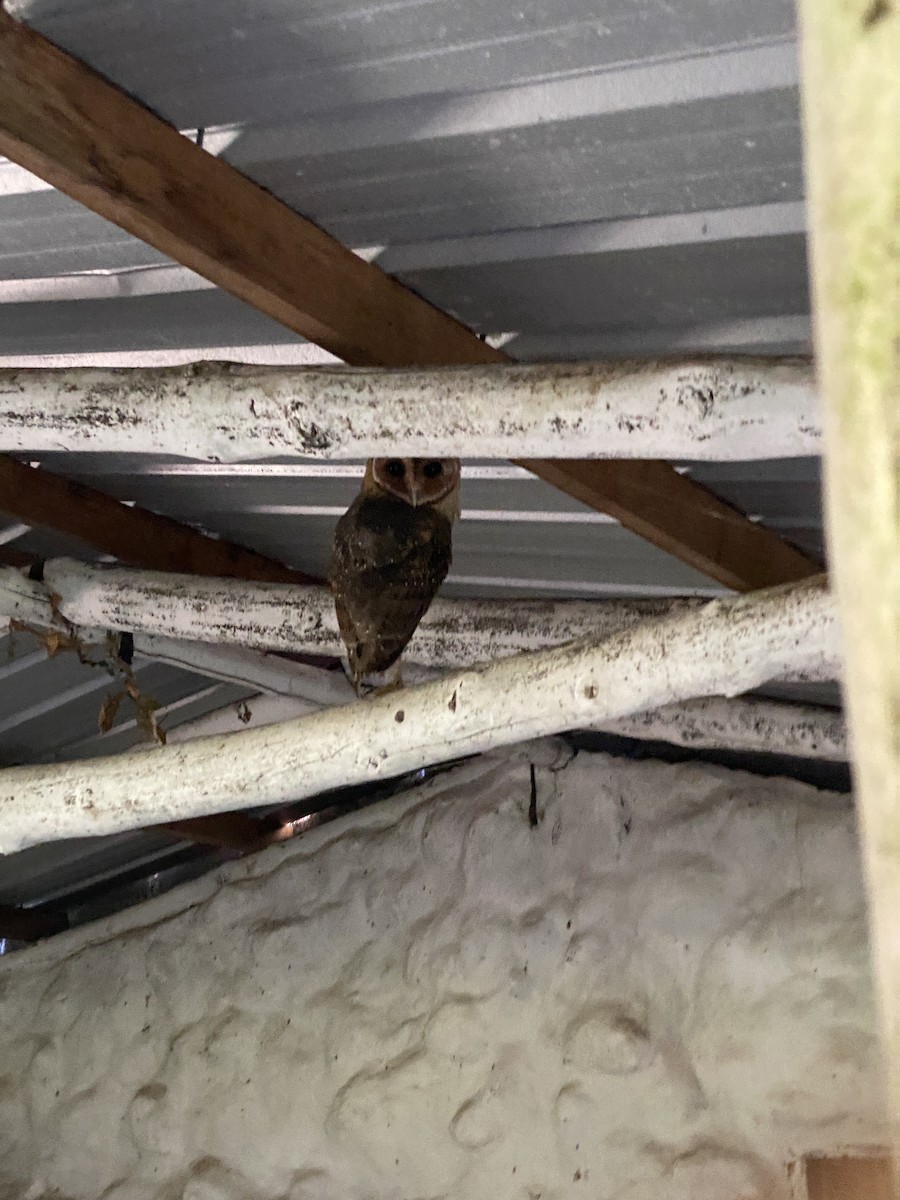 Barn Owl (Galapagos) - ML615724285
