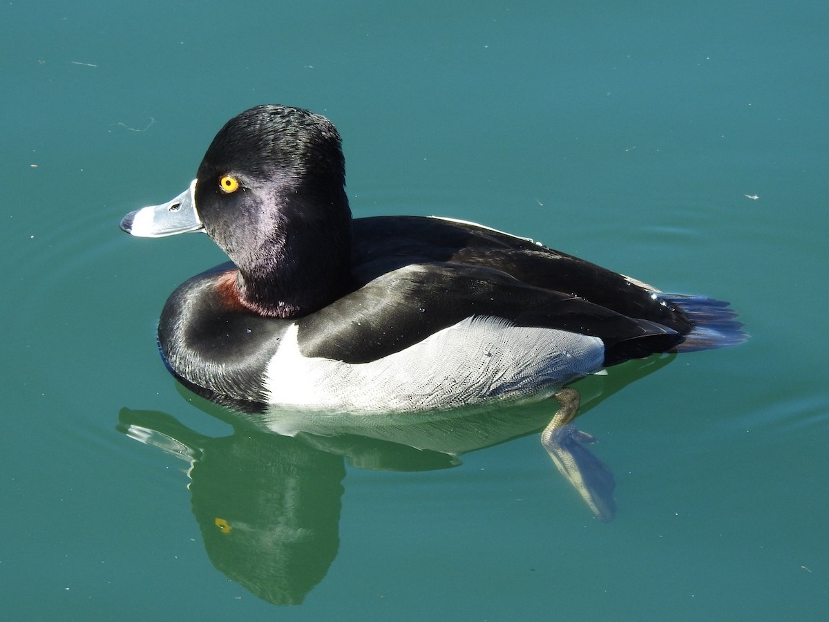 Ring-necked Duck - ML615724482