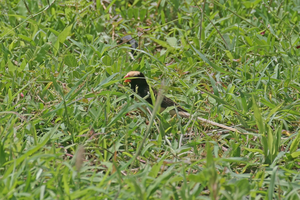 Straw-tailed Whydah - ML615724933