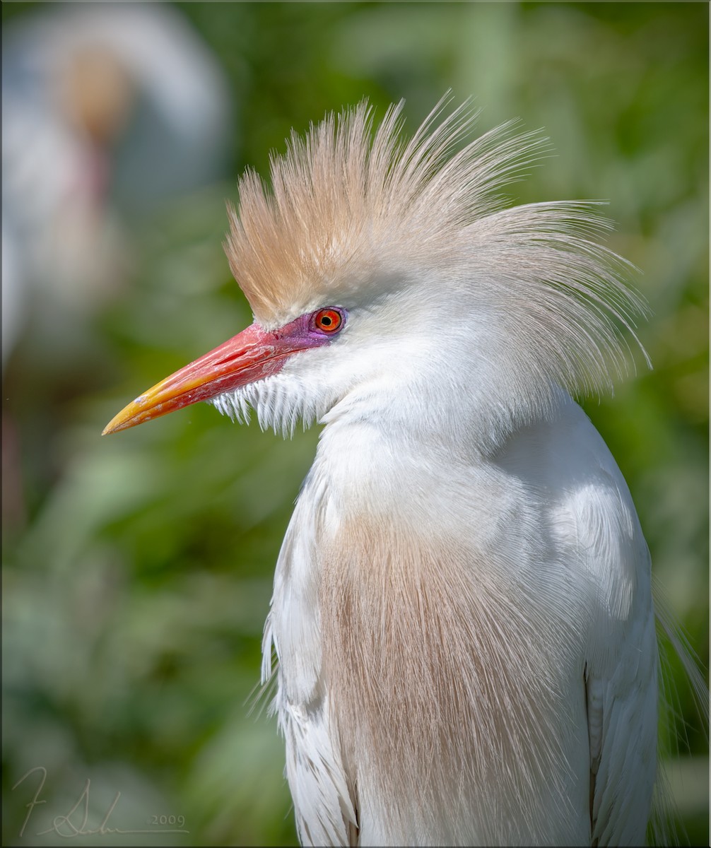 Египетская цапля (ibis) - ML615725019