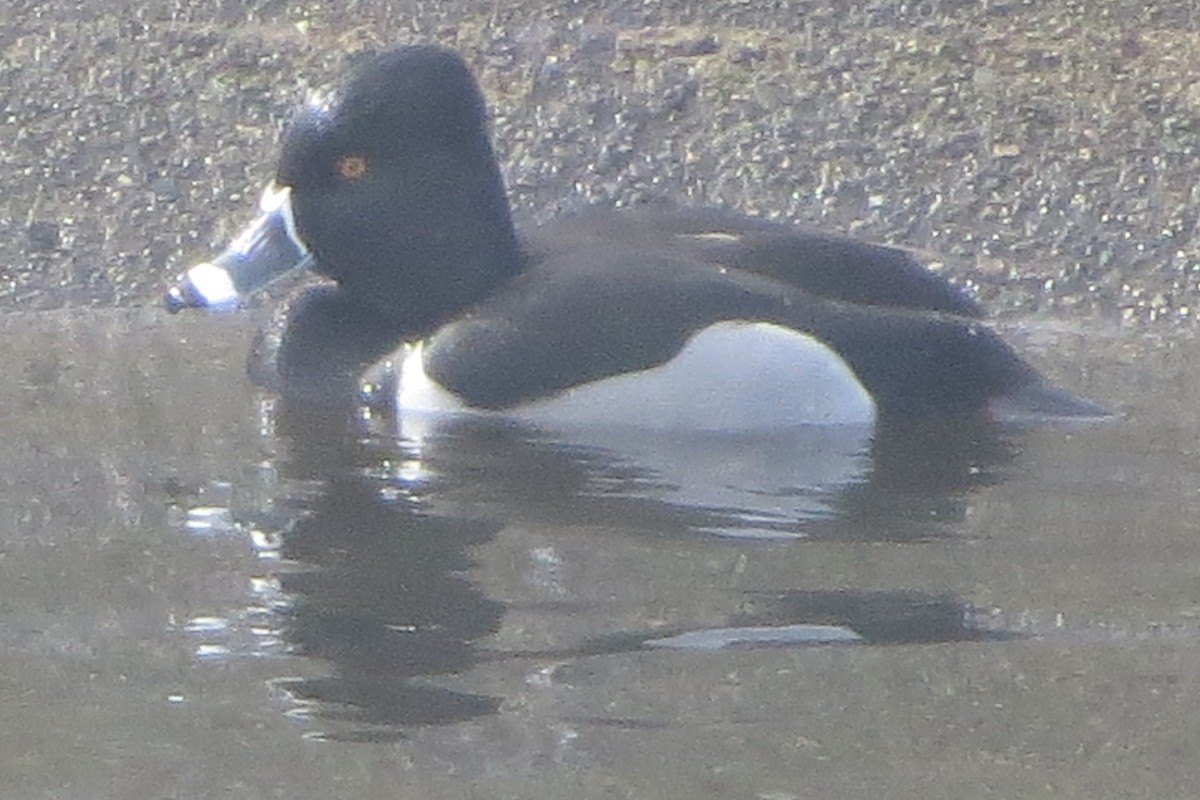 Ring-necked Duck - ML615725052