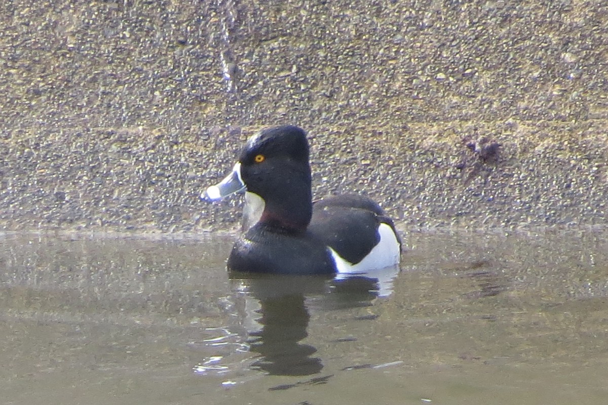 Ring-necked Duck - ML615725053