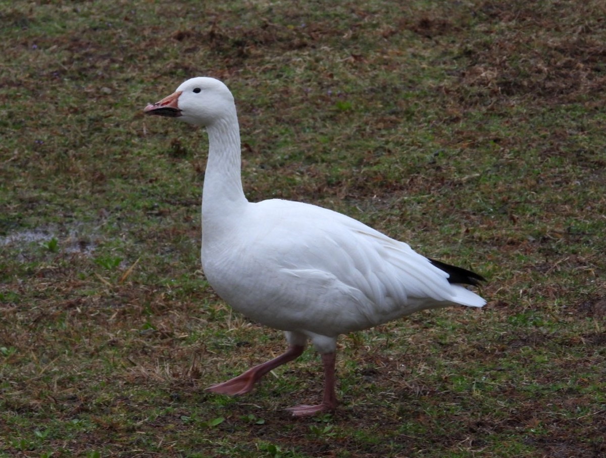 Snow Goose - ML615725143