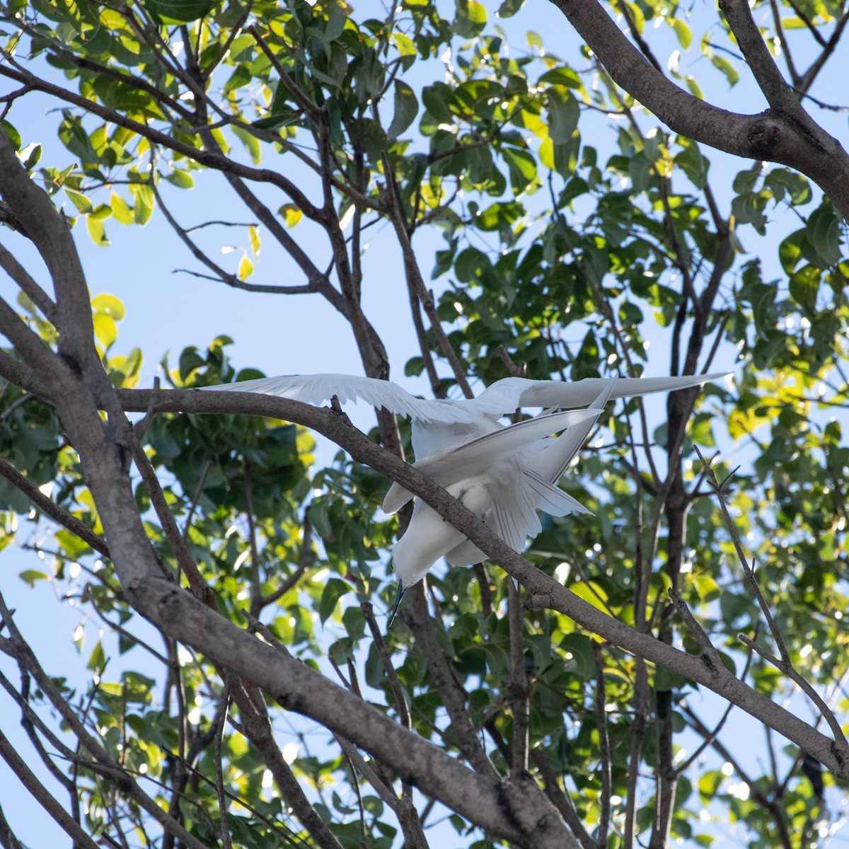 White Tern (Pacific) - Susan Nishio