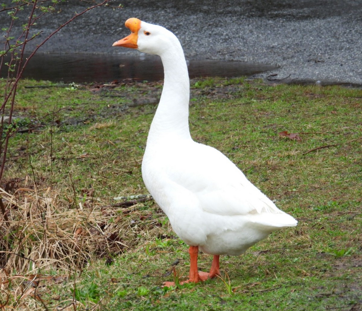 Swan Goose (Domestic type) - ML615725286
