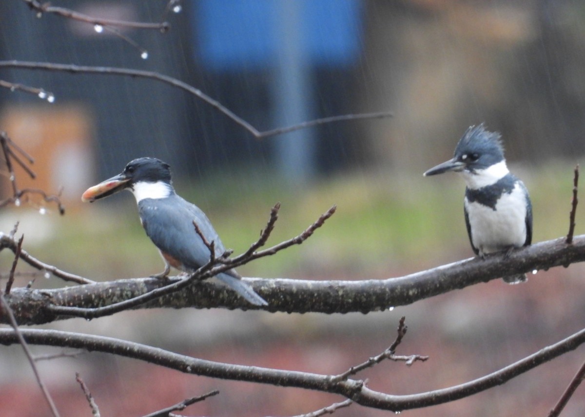 Belted Kingfisher - ML615725325
