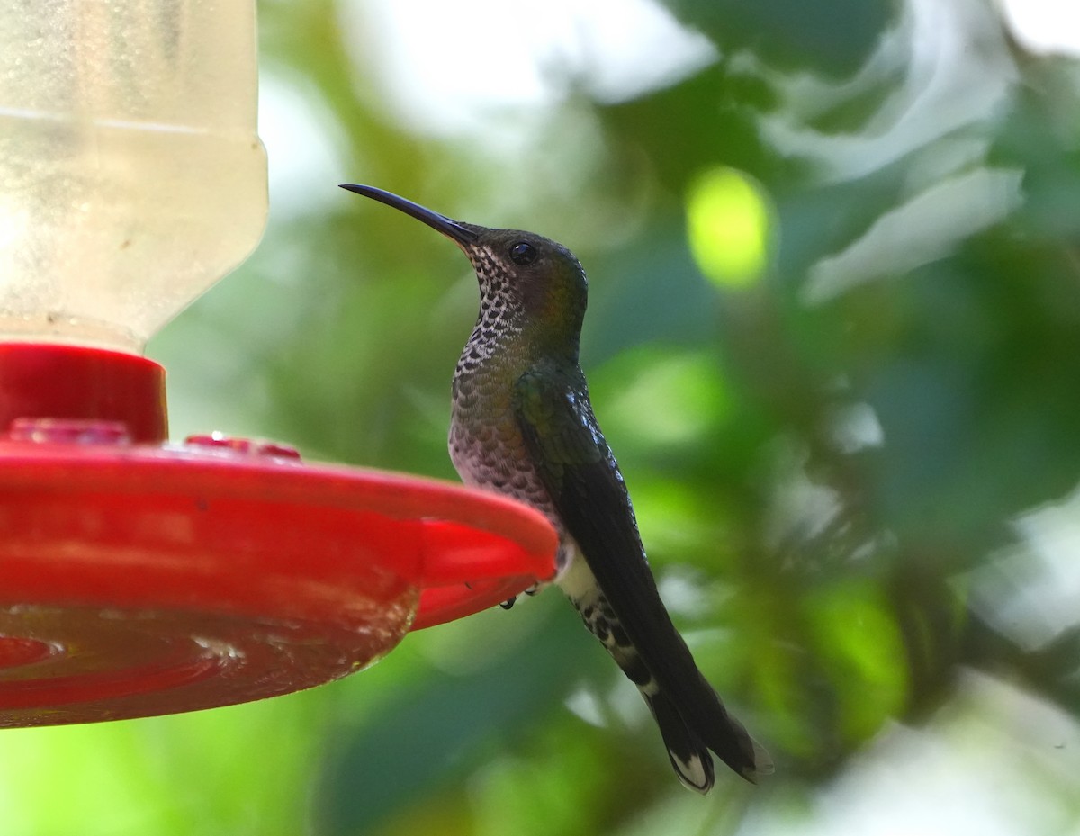 Scaly-breasted Hummingbird - Jack Maynard