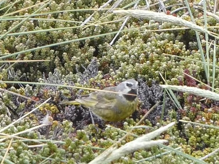 White-bridled Finch (Falkland) - Steph Foraker