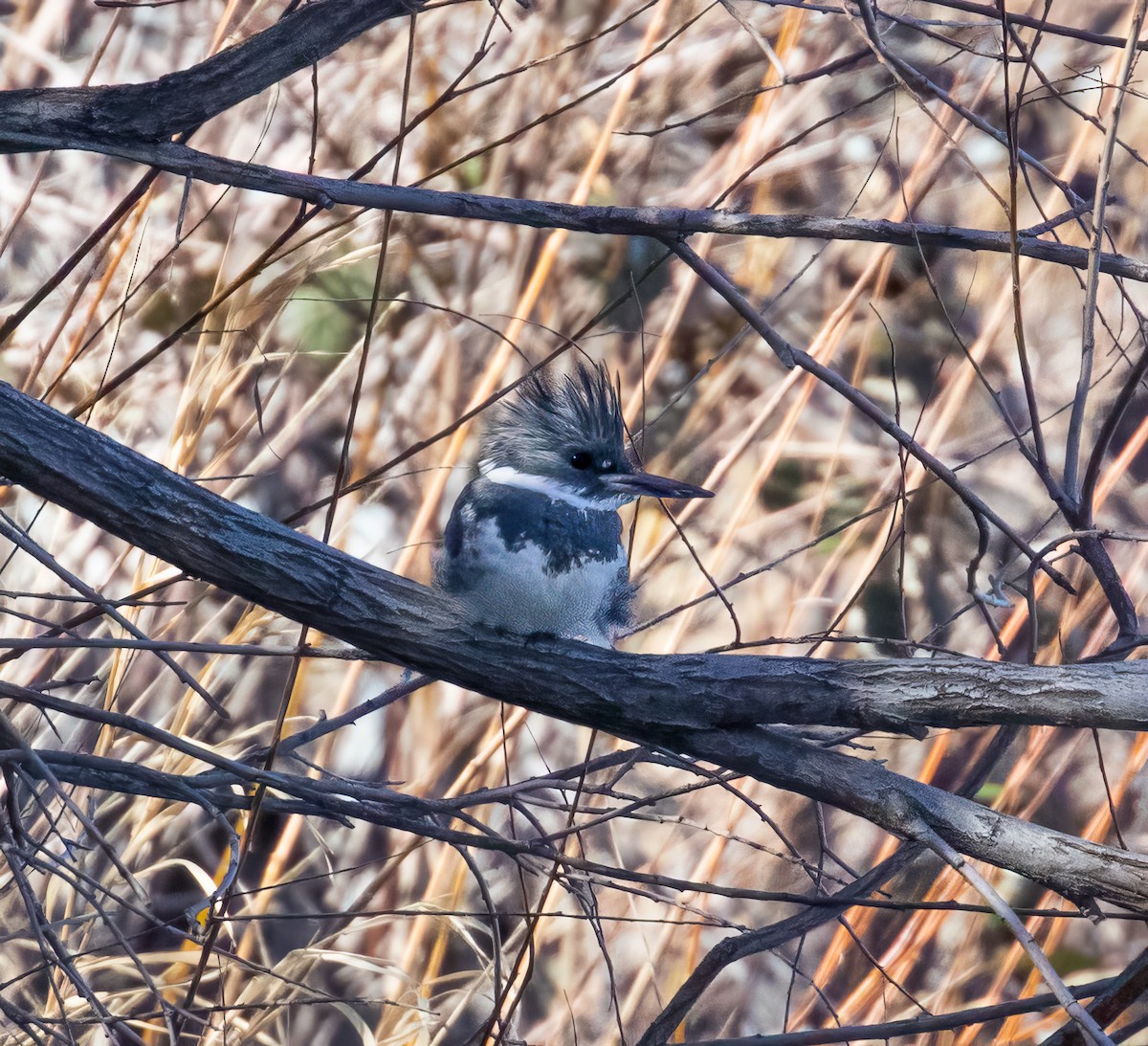Belted Kingfisher - ML615725496
