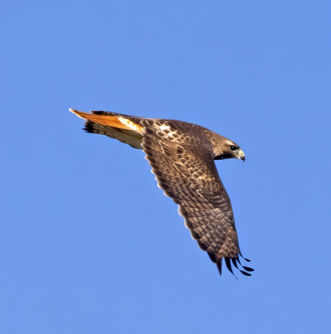Red-tailed Hawk (abieticola) - ML615725541