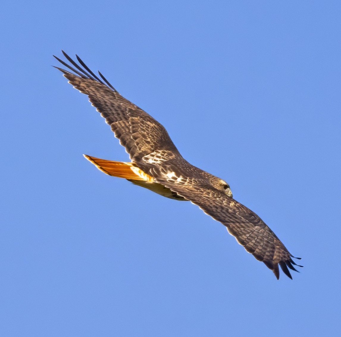 Red-tailed Hawk (abieticola) - ML615725542