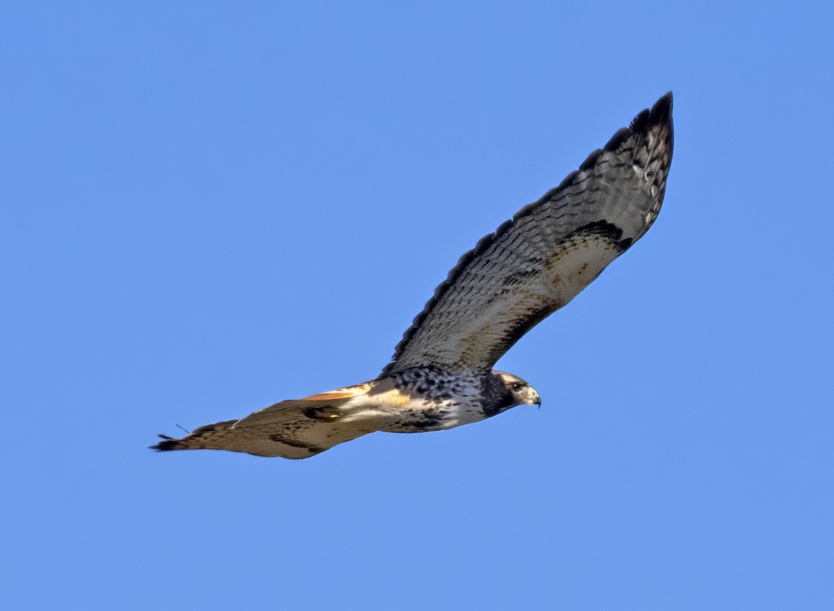 Red-tailed Hawk (abieticola) - ML615725543