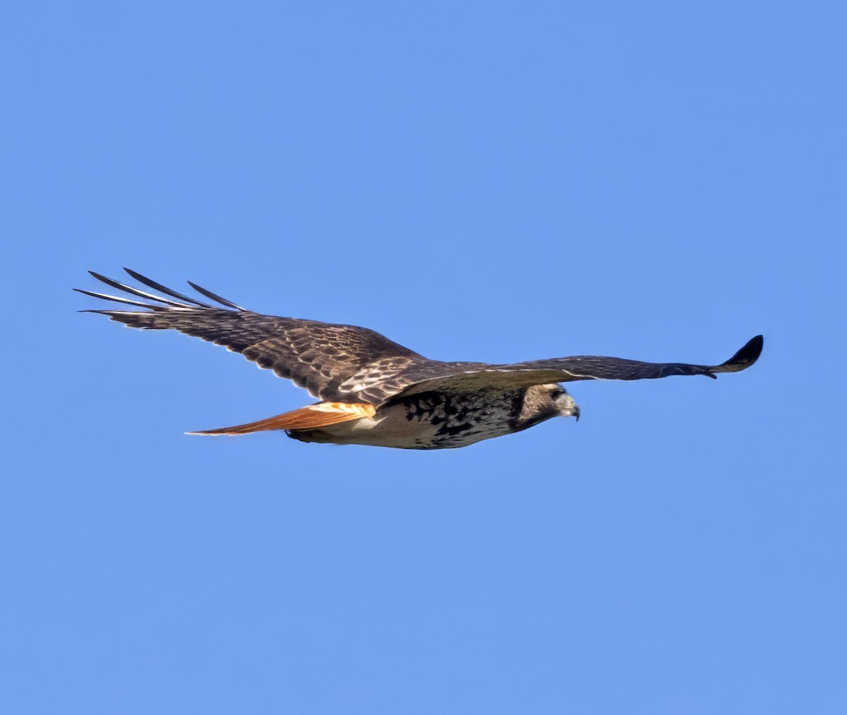 Red-tailed Hawk (abieticola) - ML615725544