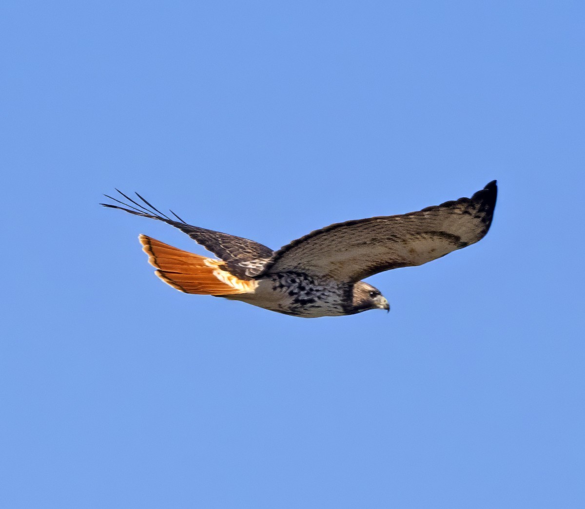 Red-tailed Hawk (abieticola) - ML615725545
