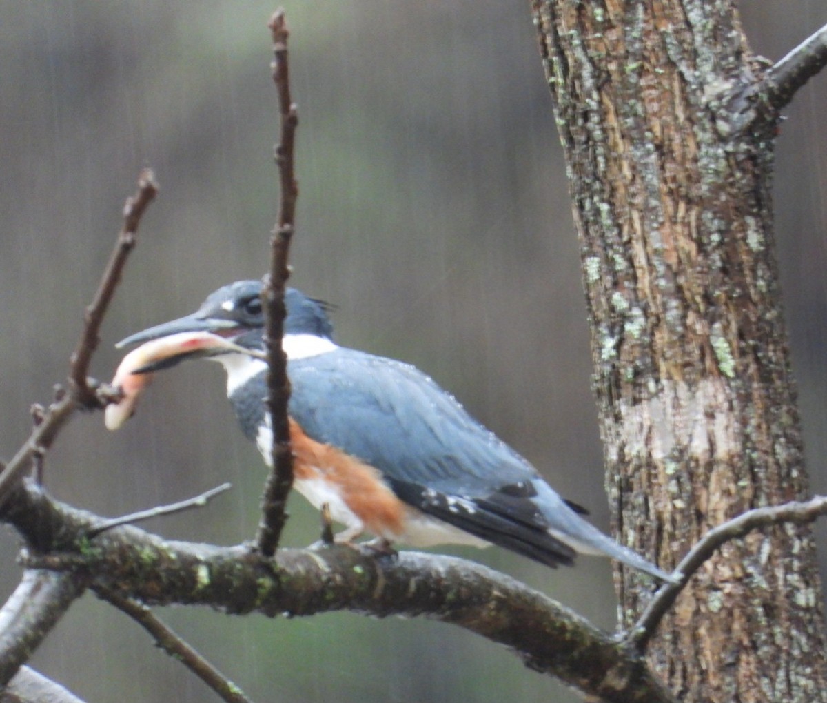 Belted Kingfisher - ML615725554