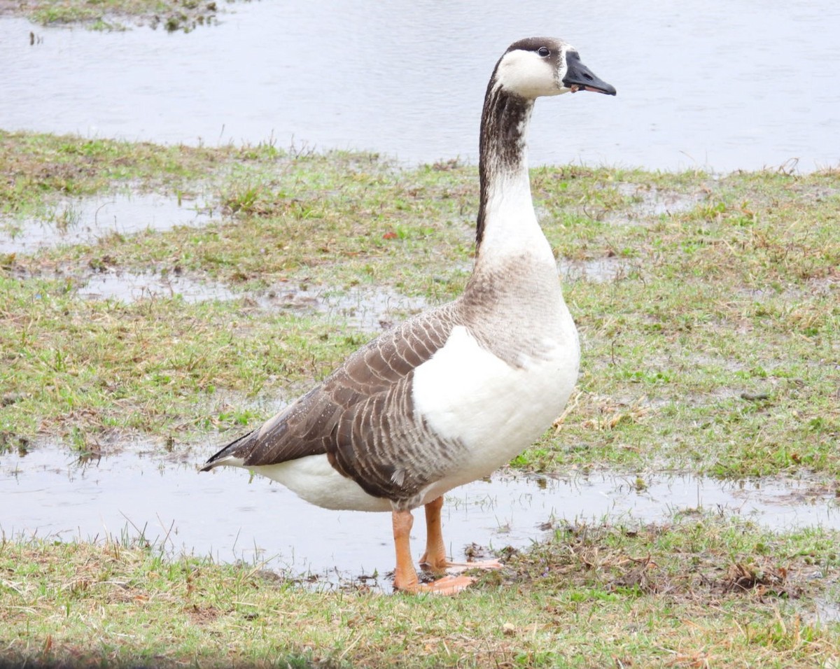 Swan Goose x Canada Goose (hybrid) - ML615725636