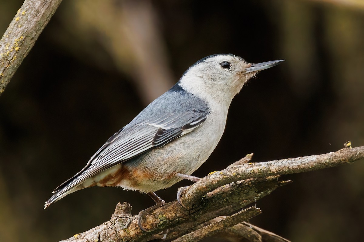 White-breasted Nuthatch - Samuel Schmidt