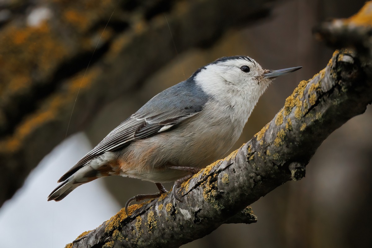White-breasted Nuthatch - Samuel Schmidt