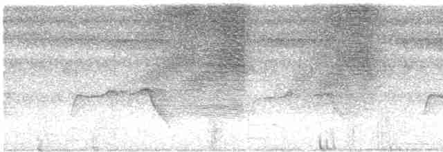 Weißflecken-Ameisenwächter - ML615725689