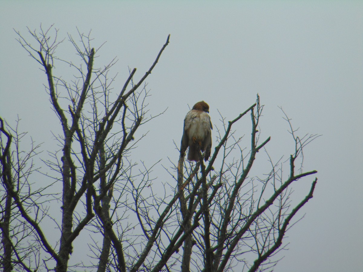 Red-tailed Hawk - ML615726096