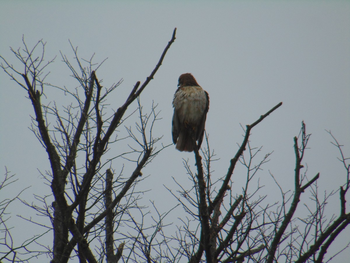 Red-tailed Hawk - ML615726098