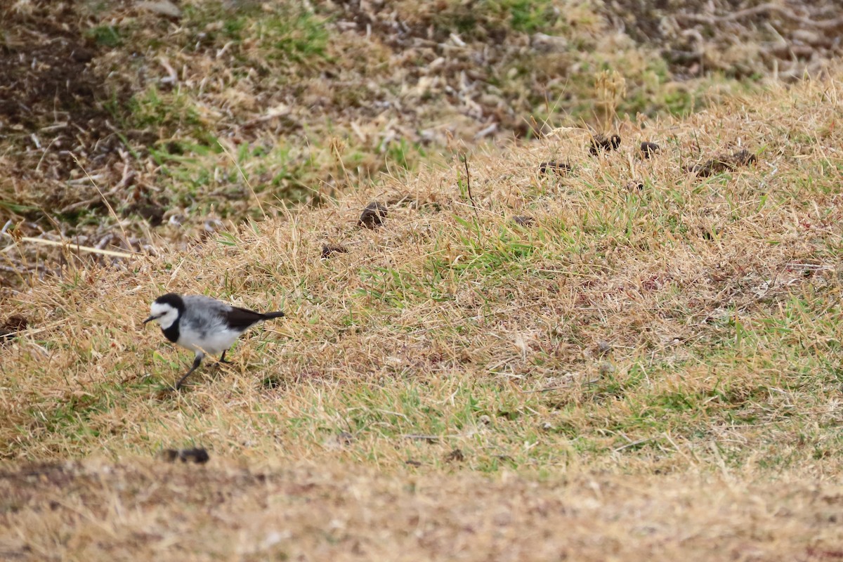 White-fronted Chat - Christine Rand