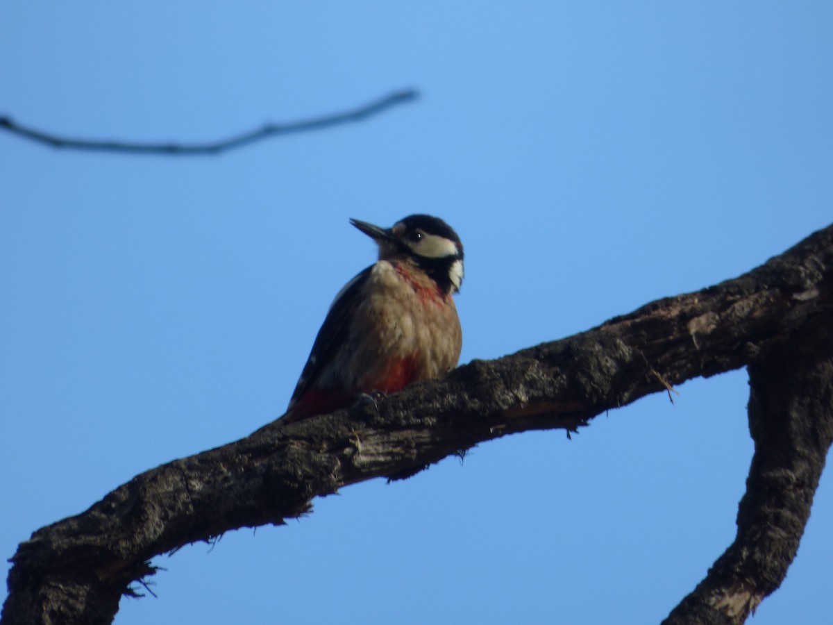 Great Spotted Woodpecker - ML615726562